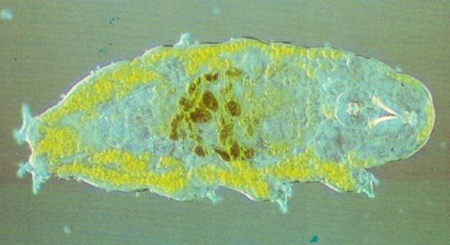 Тихоходка Adorybiotus coronifer