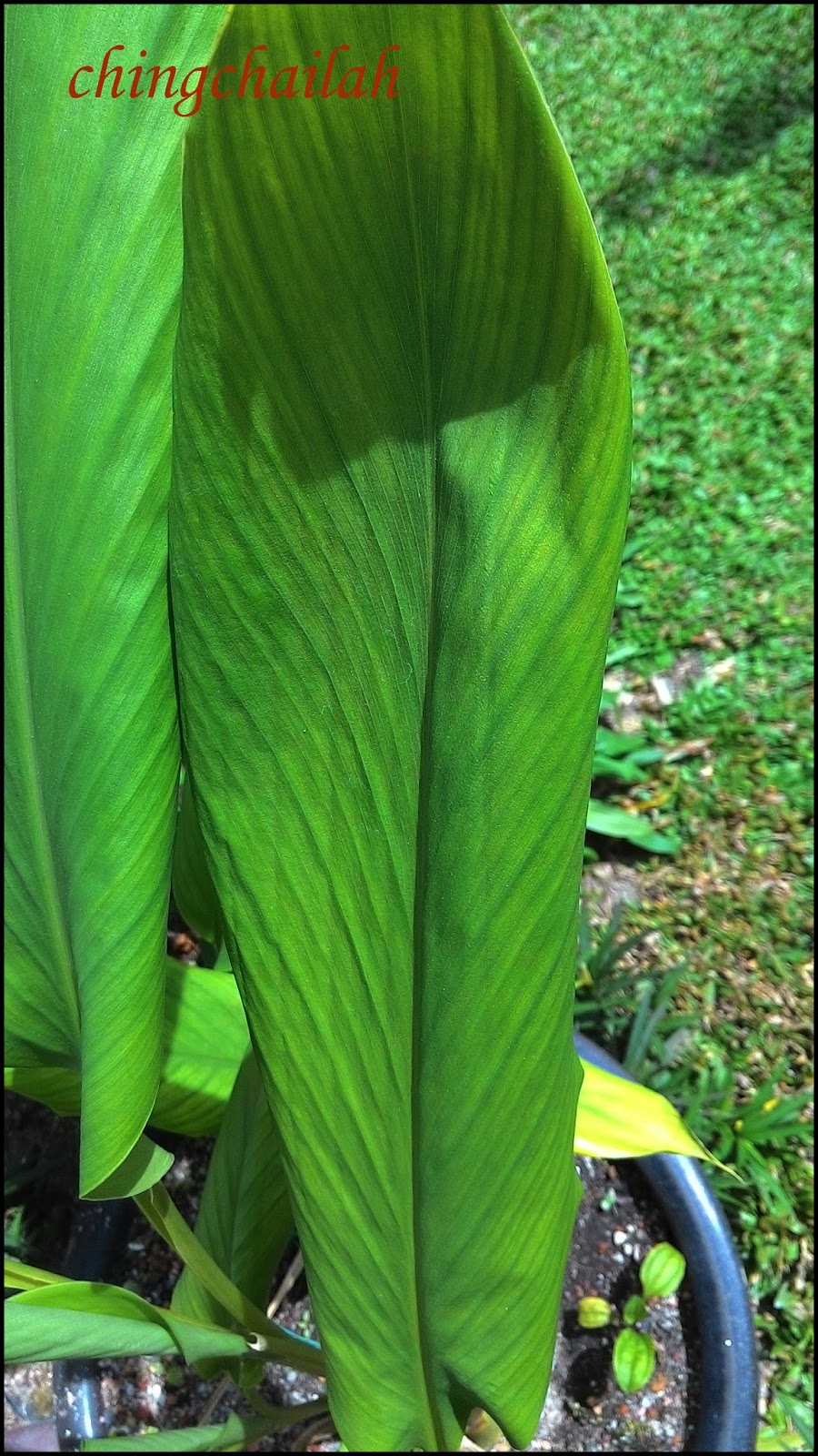 Simple Living In Nancy Growing Yellow Ginger Or Turmeric In My Garden.
