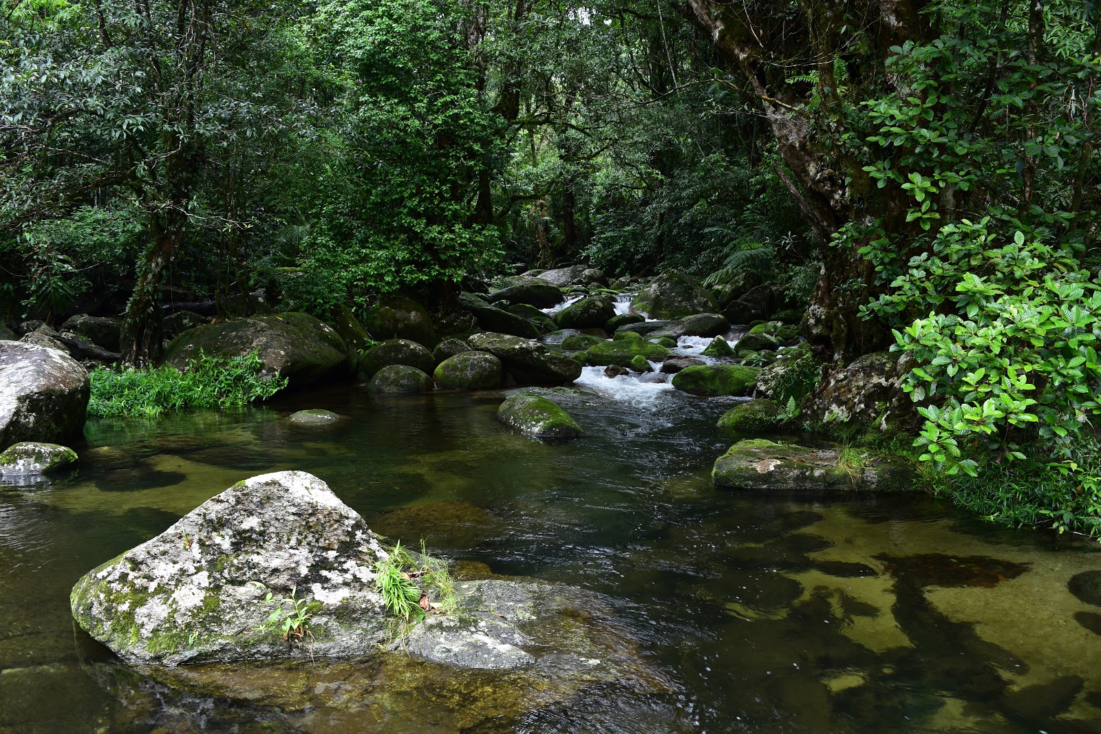 To Catch Sight Of. Frenchmans Creek