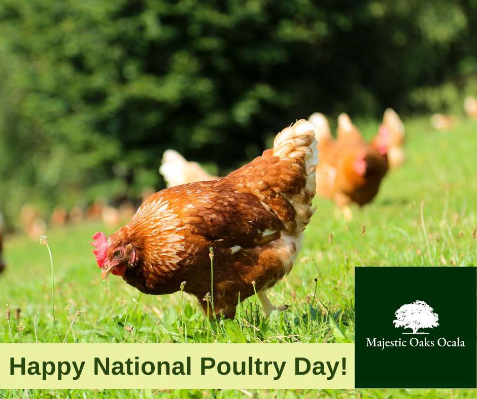 National Poultry Day Wishes Pics National Poultry Day Wishes Pics
