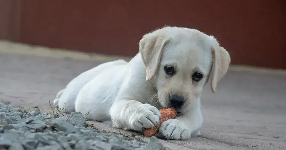 hund zum spielen animieren
