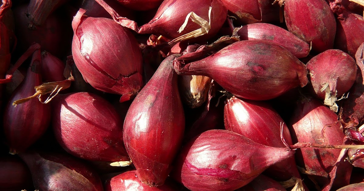 Petani Bawang Cara Membuat Bibit Bawang Merah Sendiri