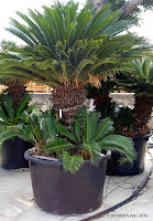 Cycas revoluta Plantas palmáceas en nuestro vivero de Barcelona