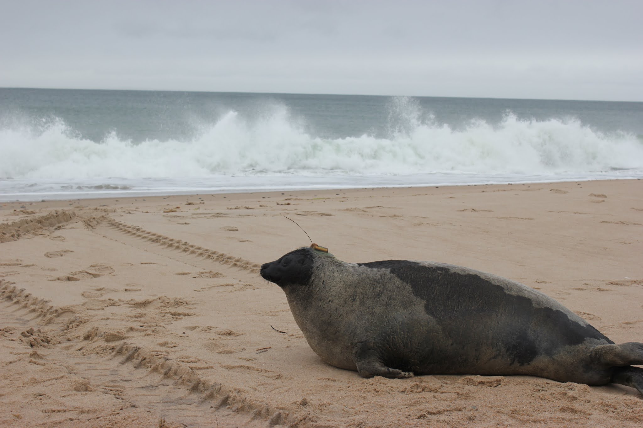 Progressive Charlestown: Mystic Aquarium releases seal at Charlestown