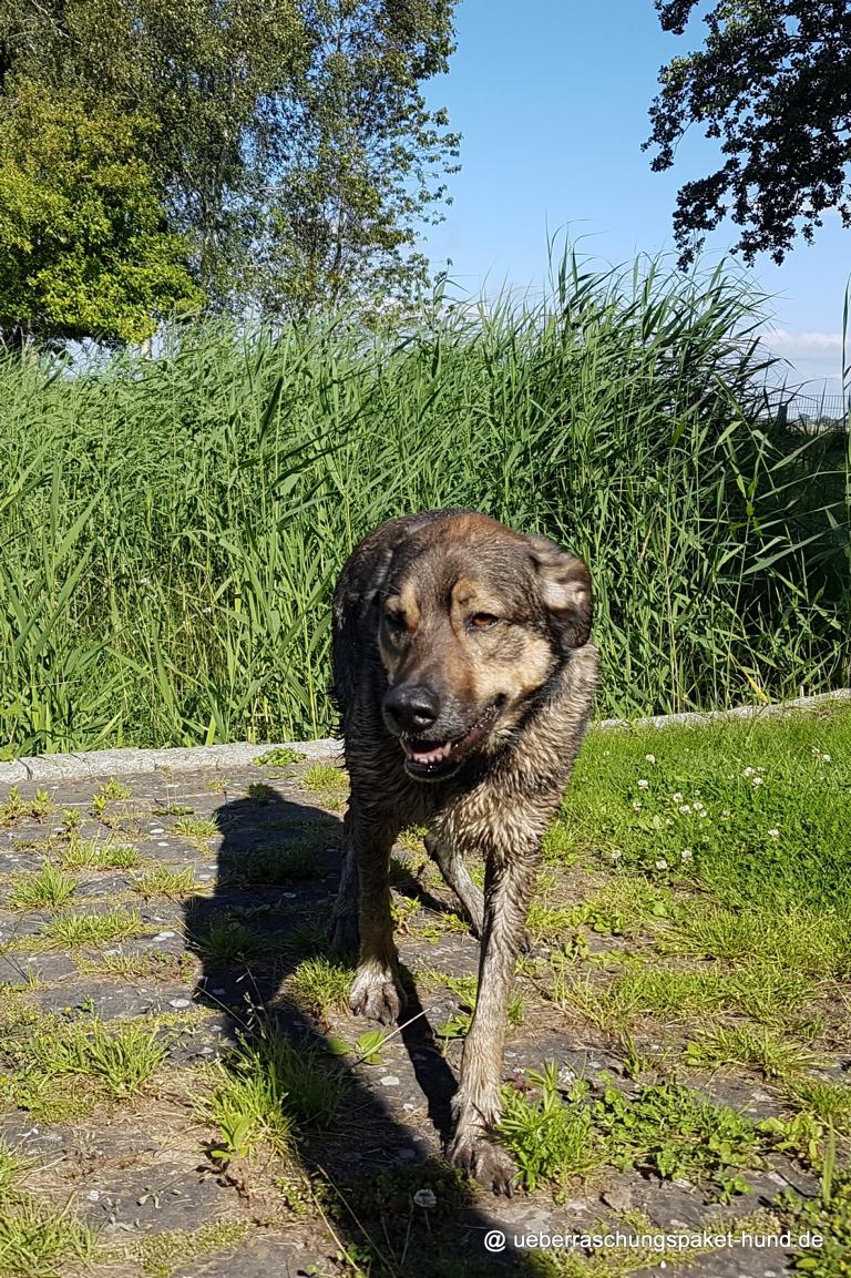 Überraschungspaket Hund ein Hundeblog der zeigt, wie unterschiedlich