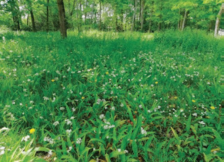 La forêt et ses mystères La forêt et ses mystères