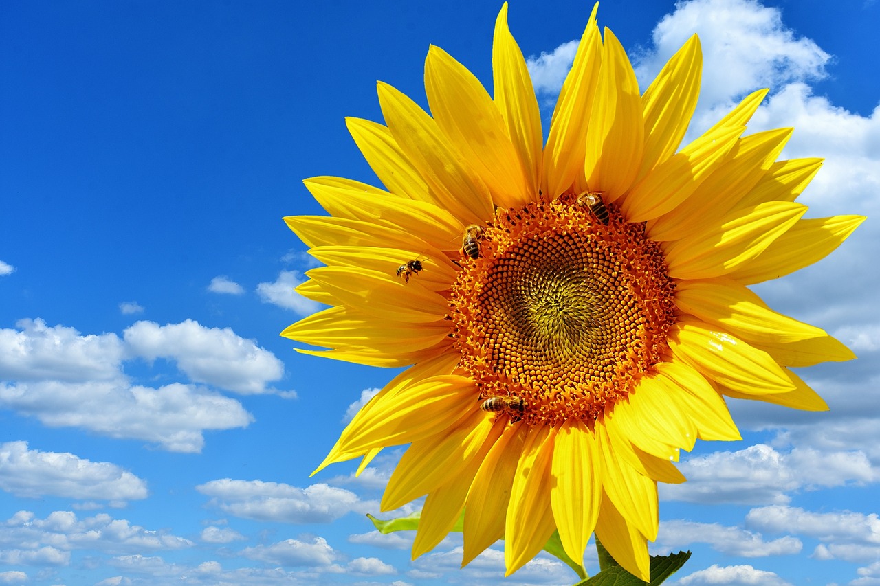 AUTENS DIRECT The flower language and meaning of sunflower. Who is it for?