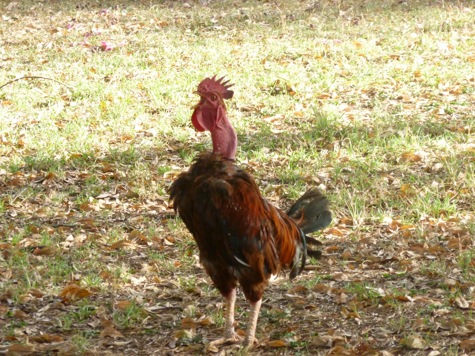 leo and capricorn dating