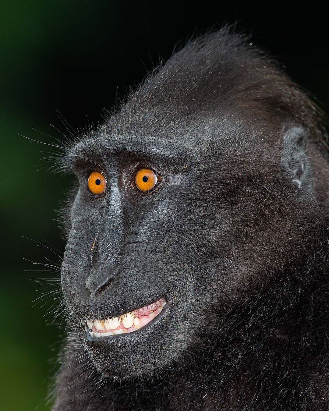 Human-Like Micro-Expressions Of Endangered Animals Across The World (Interview) Human-Like Micro-Expressions Of Endangered Animals Across The World (Interview)