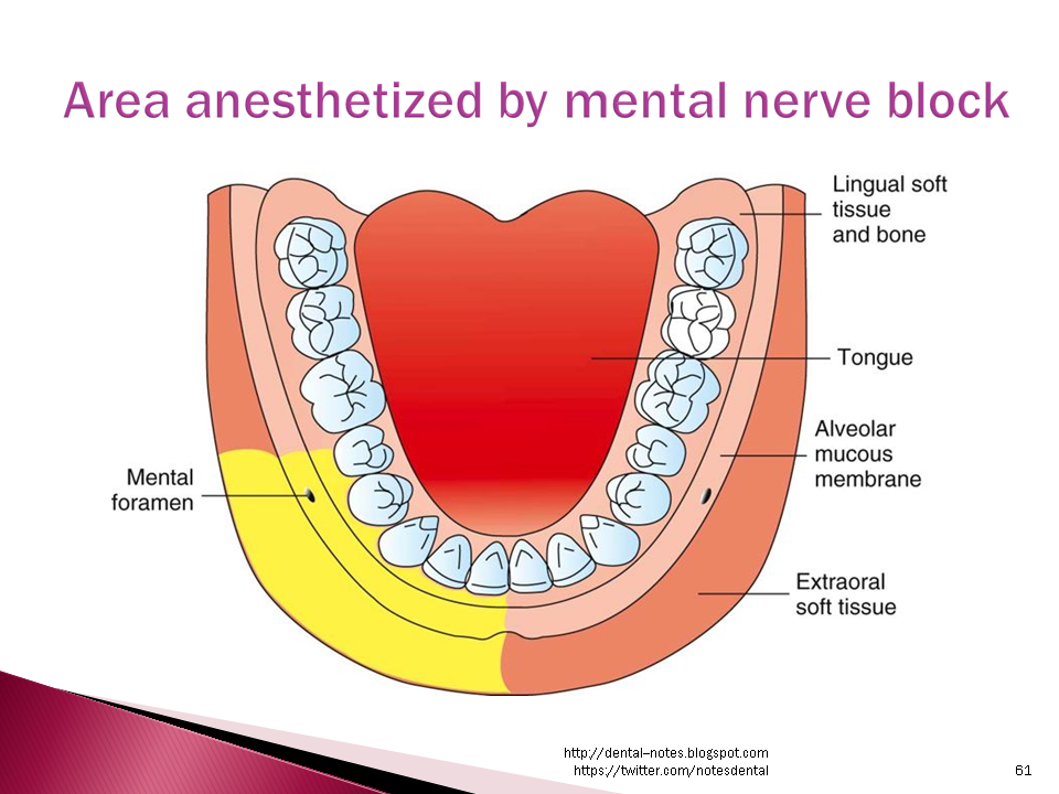 Dental Notes Mental and Incisive Nerve Block NOTES