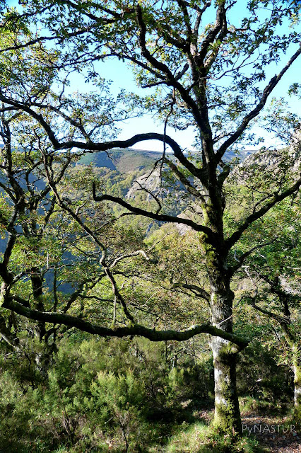 Bosque del Silencio - Asturias Bosque del Silencio - Asturias