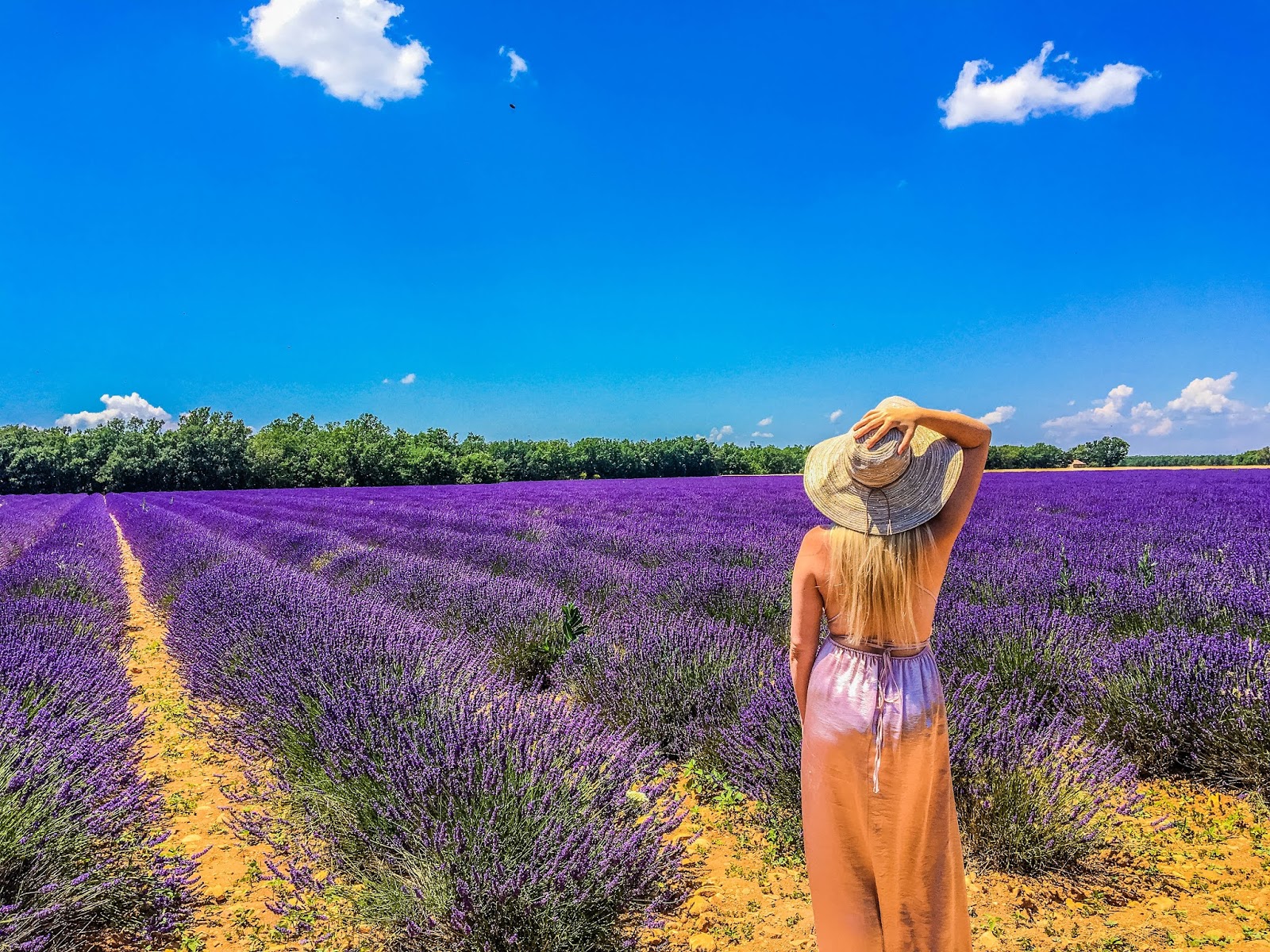 Our Kids Travel Lavender Fields of Provence, France