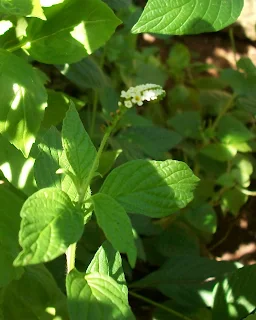 medicinal uses of Rabo de alacrán (Heliotropium indicum L)