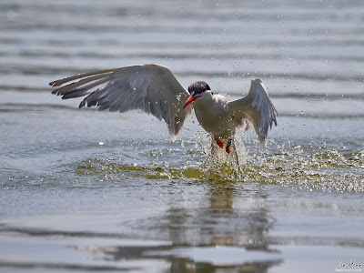 Tern Emerging from Water