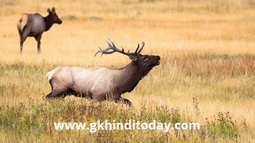 Black buck in hindi general knowledge