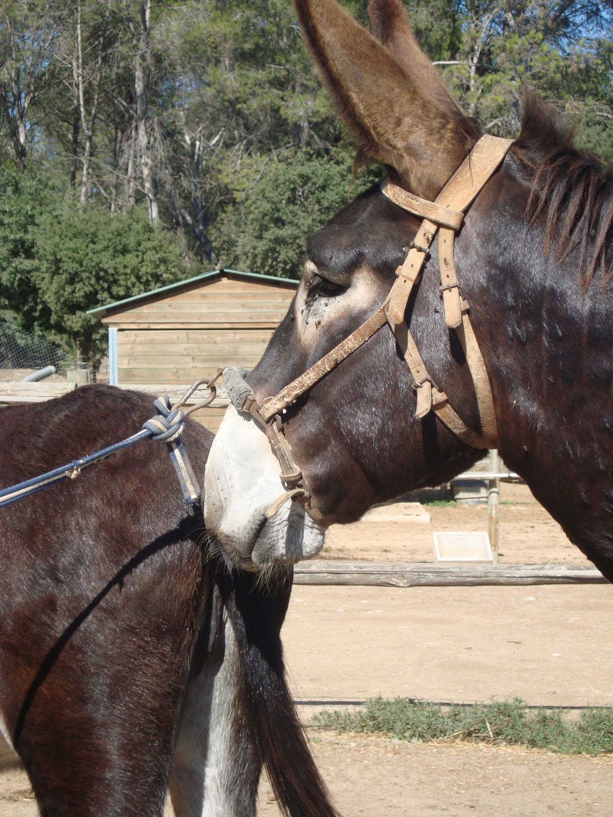 CATALONIAN DONKEYS' REPRODUCTION AT AUTONOMOUS UNIVERSITY OF BARCELONA Make your passion be