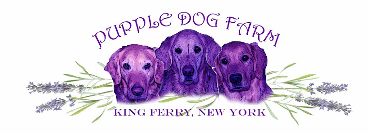 Purple Dog Lavender Farm