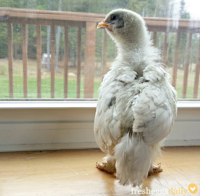 Scissor Beak in Baby Chicks Causes and Treatment Fresh Eggs Daily