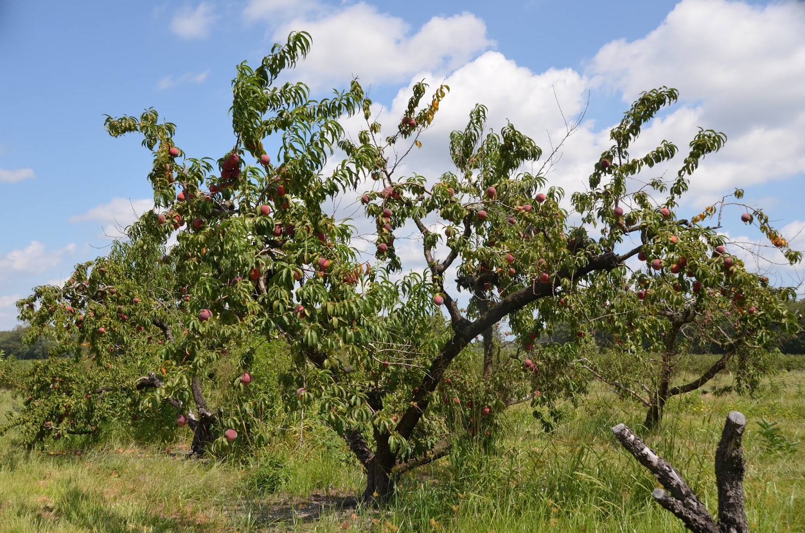 Urban Wildlife Guide Peach Season