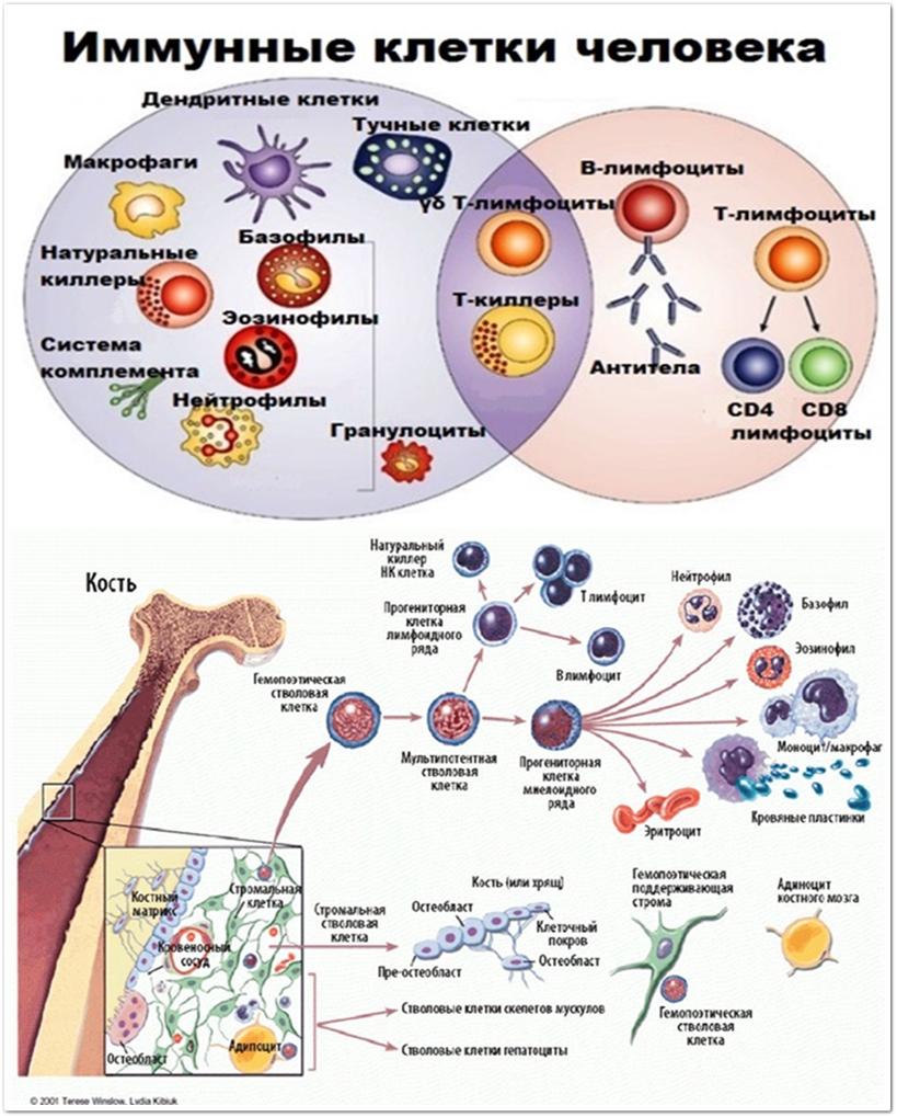 Иммунная система клетки иммунной. Количество иммунных клеток