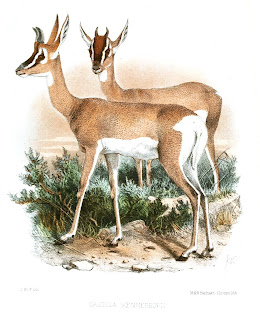 Soemmerring's gazelle (dişiler)