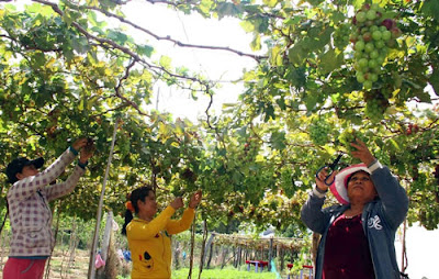 Ninh Thuận áp dụng trồng nho công nghệ cao