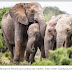 Caça excessiva durante Guerra Civil causou evolução de elefantes sem presas em Moçambique