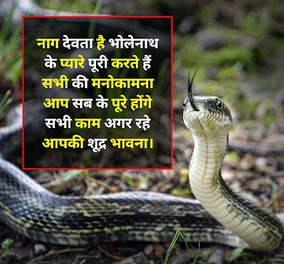 Image For Nag Panchami Shayari