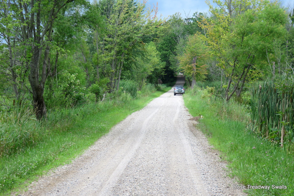 Time Stand Still, a photo blog The road through the swamp