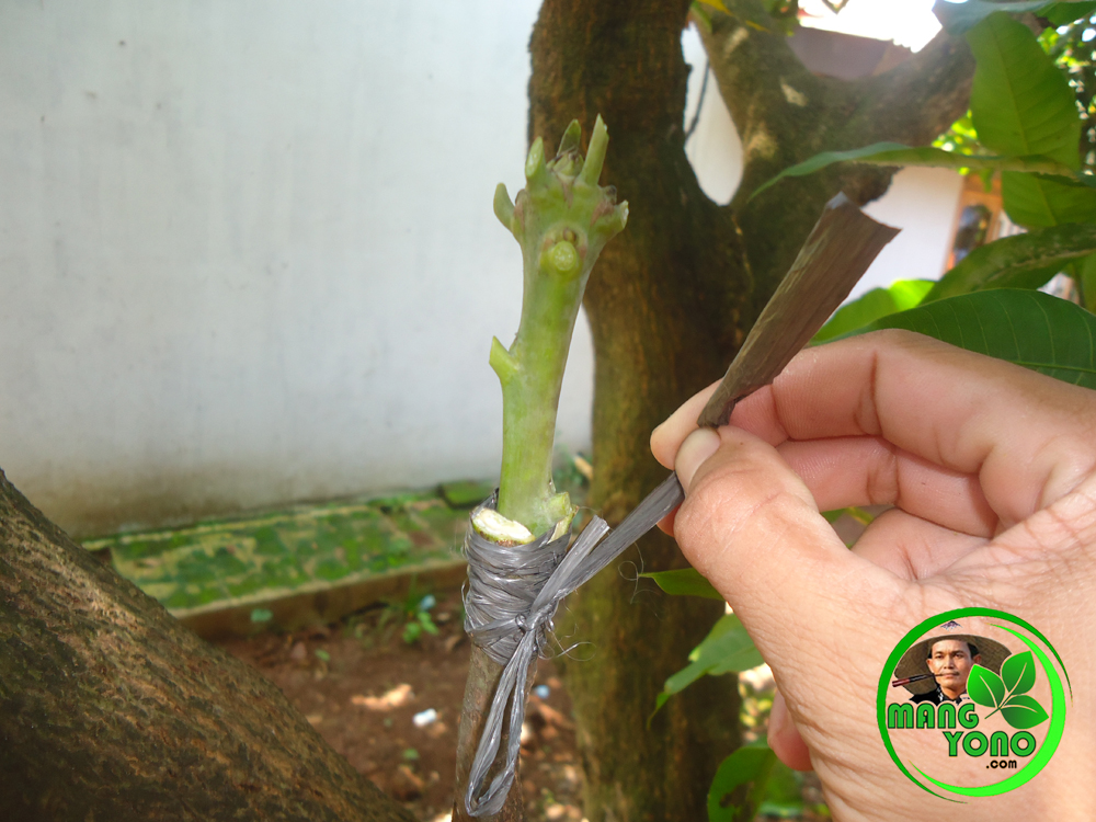  Cara  sambung pucuk tanaman  mangga