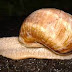 Pengertian Moluska thumbnail