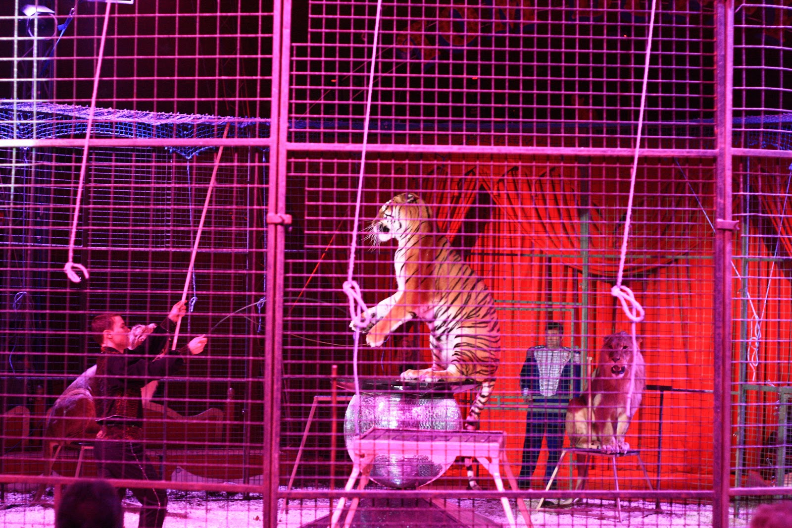 Working for a world without cages... Suffering of animals in circuses