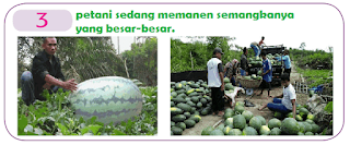 petani sedang memanen semangkanya yang besar-besar. www.simplenews.me