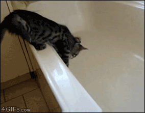 Kumpulan Animasi Gambar Gerak Kucing Lucu Imut Banget Kucingnya Itulah