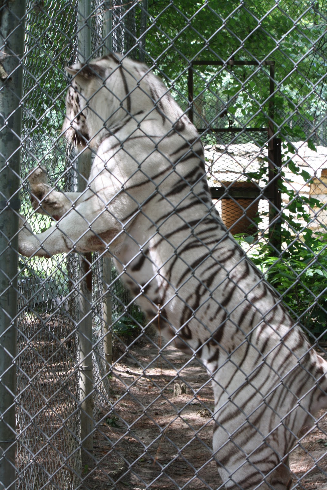 friends to Carolina Tiger Rescue , which is located in Pittsboro NC ...