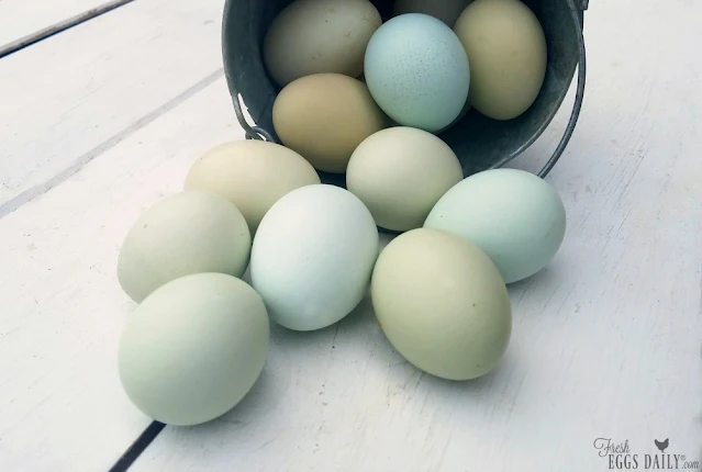 blue eggs on shiplap