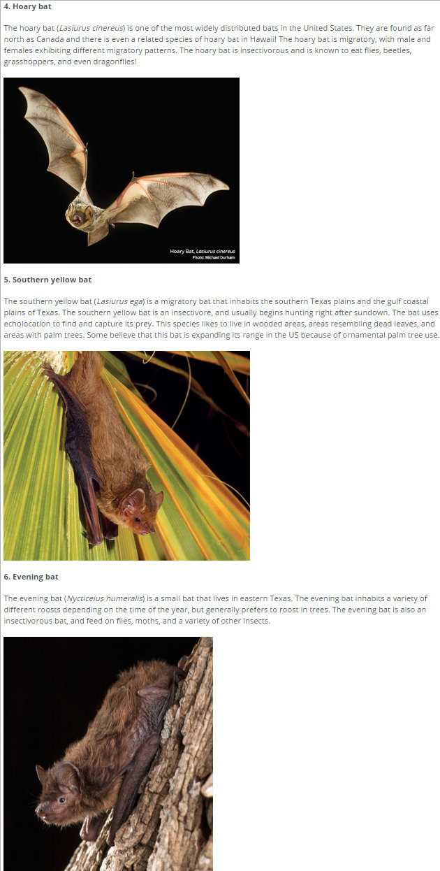 10 Amazing Bats of Texas to Celebrate Earth Day