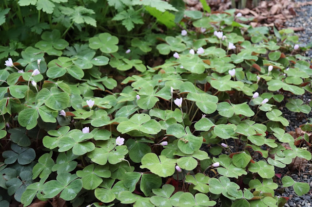 Timeless Environments Creeping Oregon Grape Mahonia Repens
