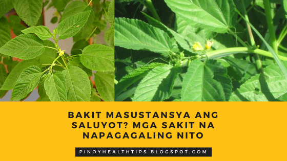 Bakit Masustansya ang Saluyot? Mga Sakit na Napagagaling Nito - Pinoy