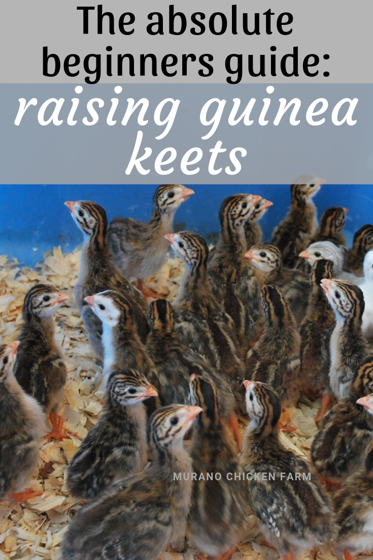 How to raise Guinea fowl keets Murano Chicken Farm