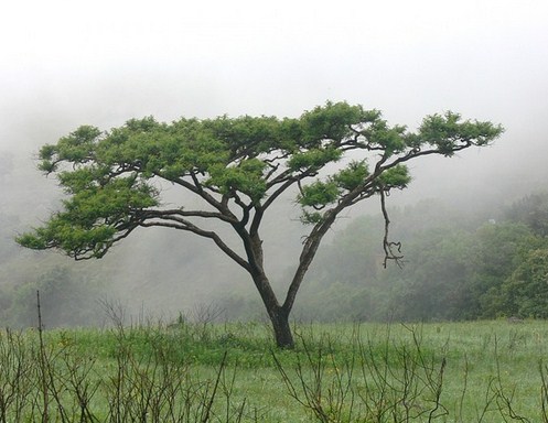 Pohon Akasia merupakan tumbuhan dari keluarga Fabaceae yang merupakan genus Acacia Sekilas Tentang Pohon Akasia