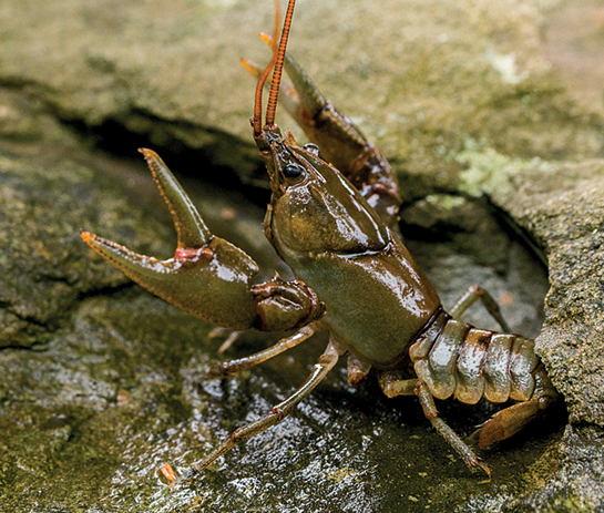 Guyandotte Crayfish, Crayfish, Mudbugs, Mudbug, Monster Lobsters, West Virginia, Biologist radio track, 