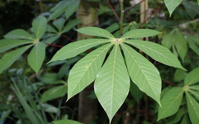 Muhogo Majani-ya-muhogo-maarufu-kama-kisamvu