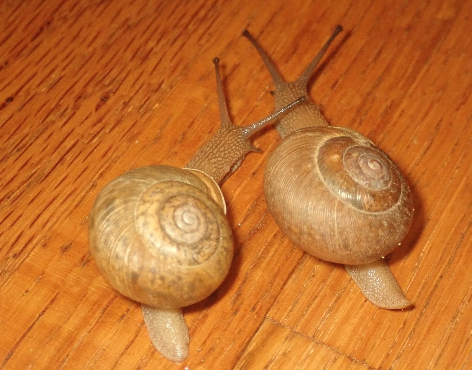 Springfield Plateau Mating Snails