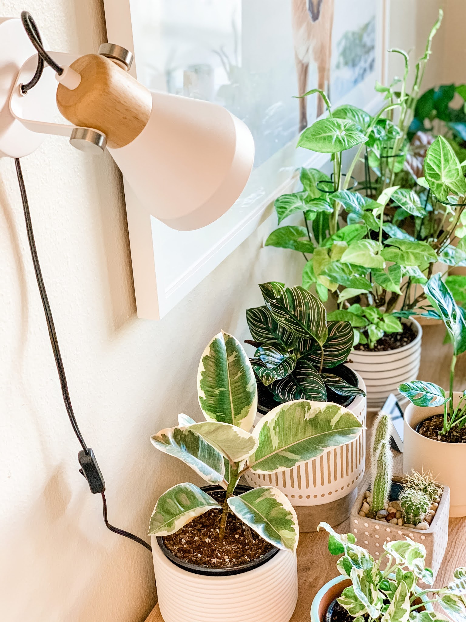 The right way to use grow lights with your house plants