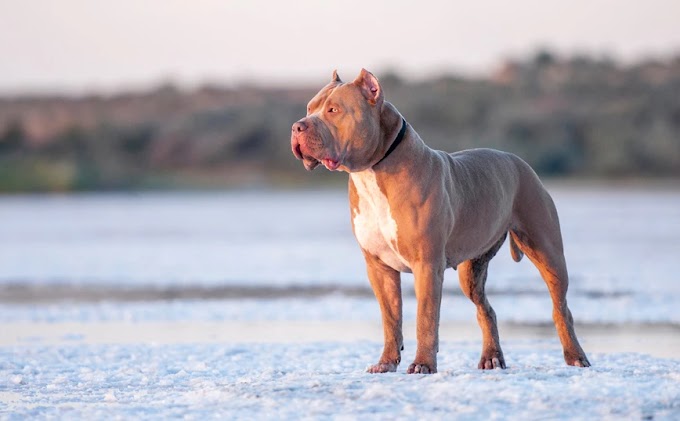 Πίτμπουλ δάγκωσε 6χρονο αγοράκι στην κοιλιά