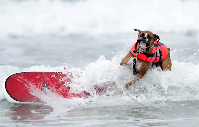 10 pictures of surfing dogs from the 2012 Incredible Surfing Dog Challenge, surfing dogs, funny dogs, surfing dog pictures