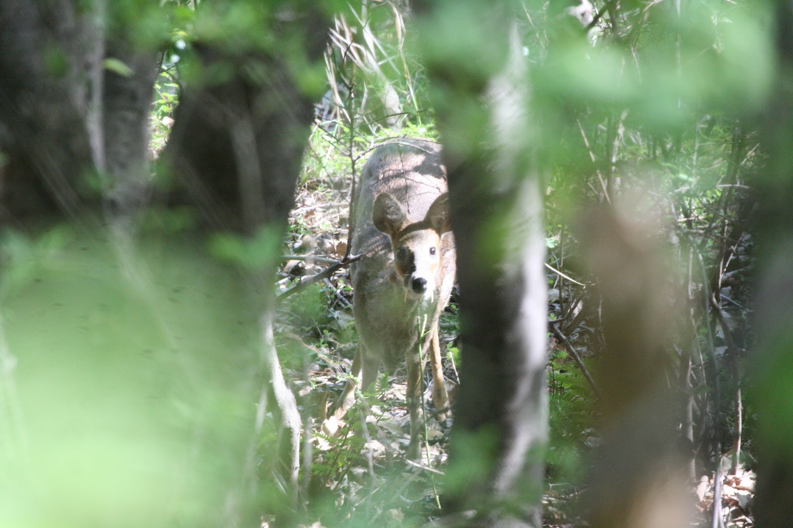 Harfang Perdu: Korean Water Deer
