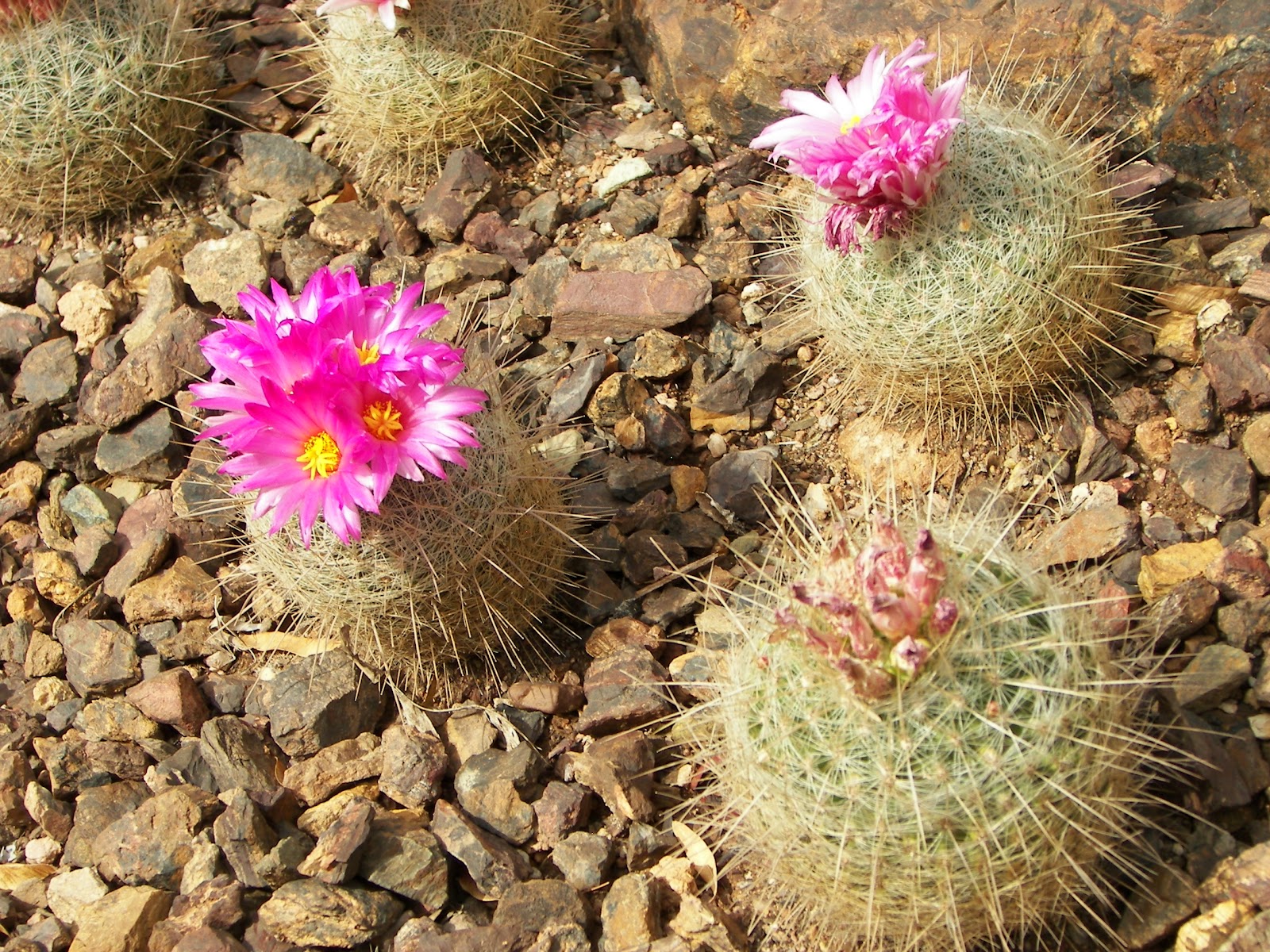 Questions On Dogs and Cats DO ANIMALS GET SUNBURNED?