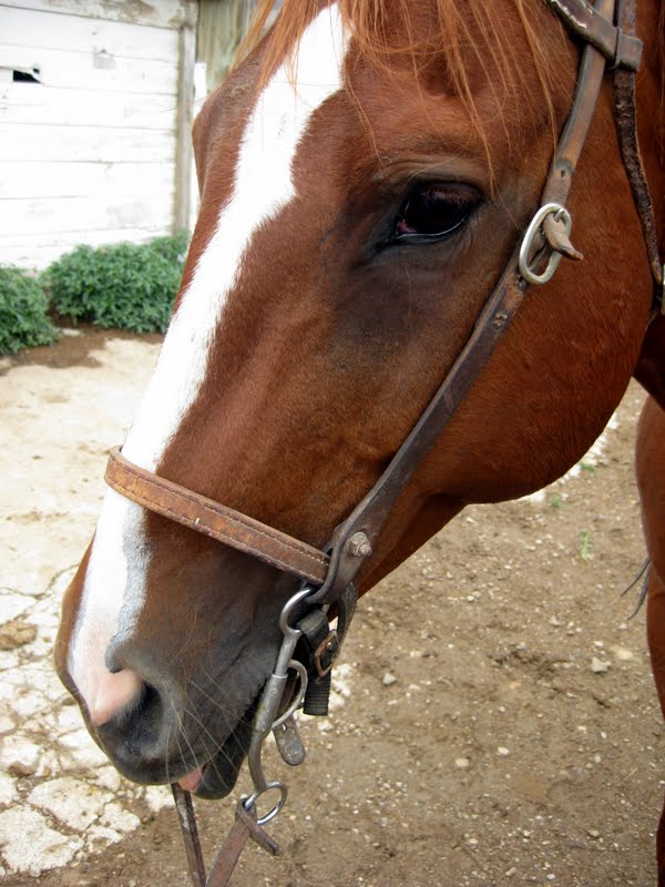 Gumbo Lily Horses, cows, and bouquets...